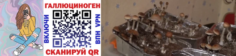 Купить  Тамбов  Галлюциногенные грибы Magic Shrooms 